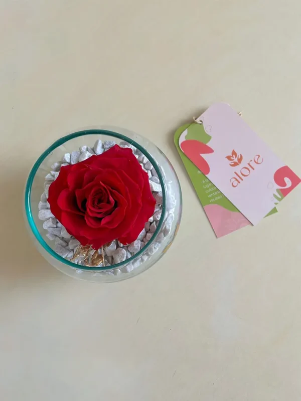 cupula con 1 rosa roja preservada