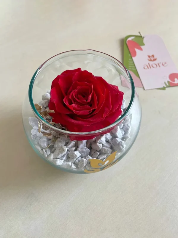 cupula con 1 rosa roja presevada