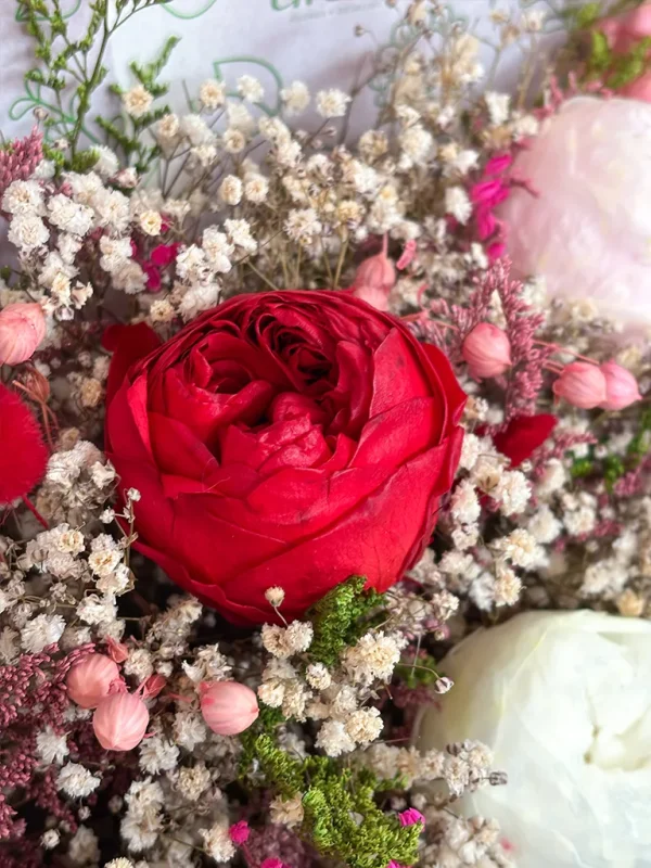 peonia roja preservada