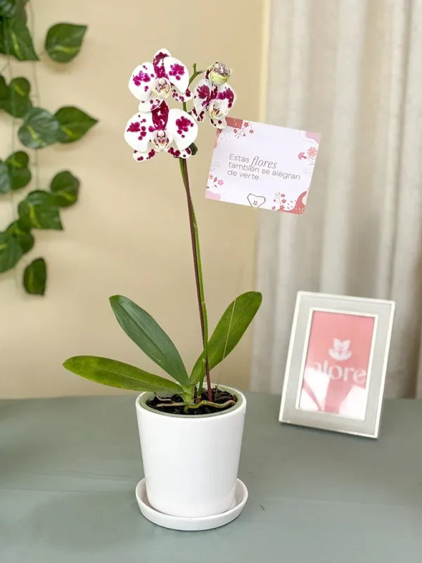 orquidea balcnas con puntas moradas