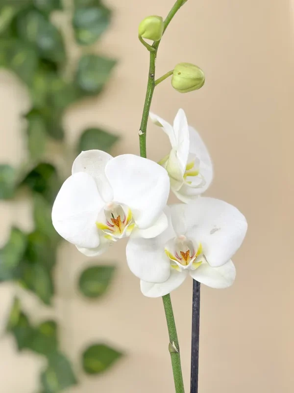 orquidea blanca boton orquidea blanca boton