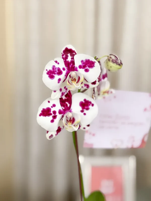 orquidea blanca jaspeada