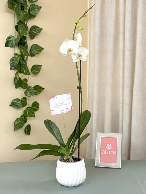 orquidea premium blanca orquidea premium blanca
