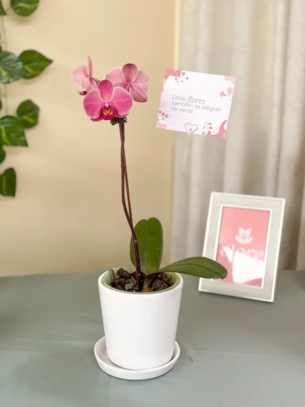 orquidea rosada orquidea rosada